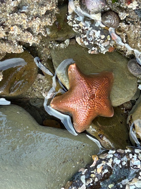 The image shows a starfish resting on a rocky surface in a tidal pool. The starfish is orange with a textured surface and has five arms. Surrounding it are rocks and some shells, with a few small patches of water visible. The environment appears to be a coastal area, likely at low tide, where marine life is exposed.