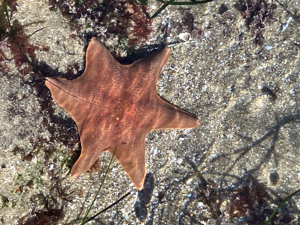 The image shows a starfish lying on a sandy seabed. The starfish has a classic five-arm shape and is a reddish-brown color. The sand around it is light-colored with small pebbles and bits of seaweed scattered throughout. The water is clear, allowing for a good view of the starfish and the surrounding sand. There are also some shadows and reflections visible on the sand, likely from the sunlight filtering through the water.