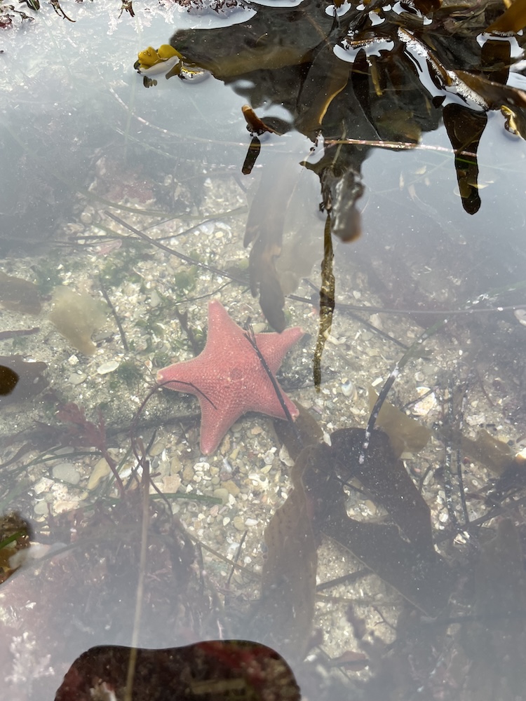 The image shows a starfish underwater in a shallow tide pool. The starfish is pinkish in color and has five arms. It is resting on a sandy and rocky bottom, surrounded by various types of seaweed and algae. The water is clear, allowing a good view of the starfish and the surrounding marine environment. There are some reflections on the water surface, and the seaweed appears to be floating above the starfish.
