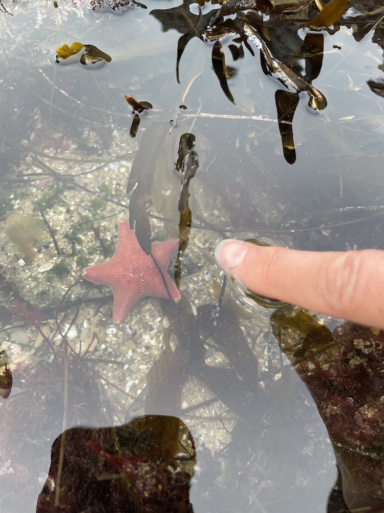 The image shows a small red starfish underwater in a shallow tide pool. The water is clear, allowing a view of the sandy and rocky bottom. There are some brown seaweeds floating on the surface and submerged in the water. A person's finger is gently touching the water near the starfish, creating small ripples. The scene captures a natural marine environment with a focus on the starfish.
