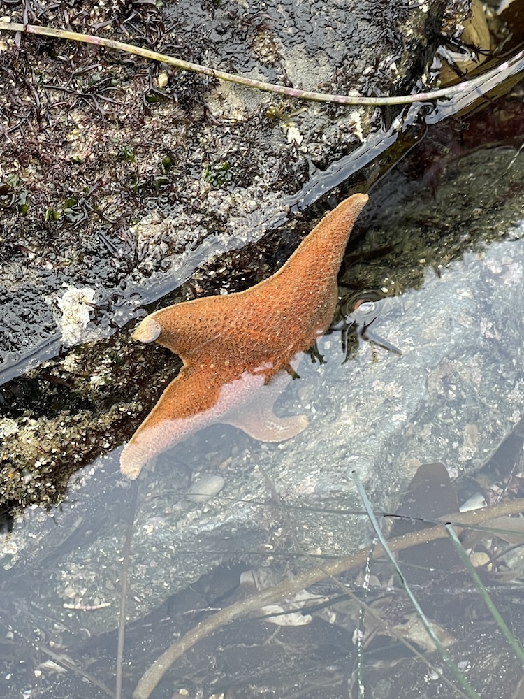 The image shows a starfish partially submerged in water. The starfish is orange and has five arms, with a textured surface. It is resting on a rocky surface that is covered with some algae and small marine plants. The water is clear, allowing the details of the starfish and the surrounding environment to be visible. There are also some thin, long strands of seaweed or grass in the water near the starfish.