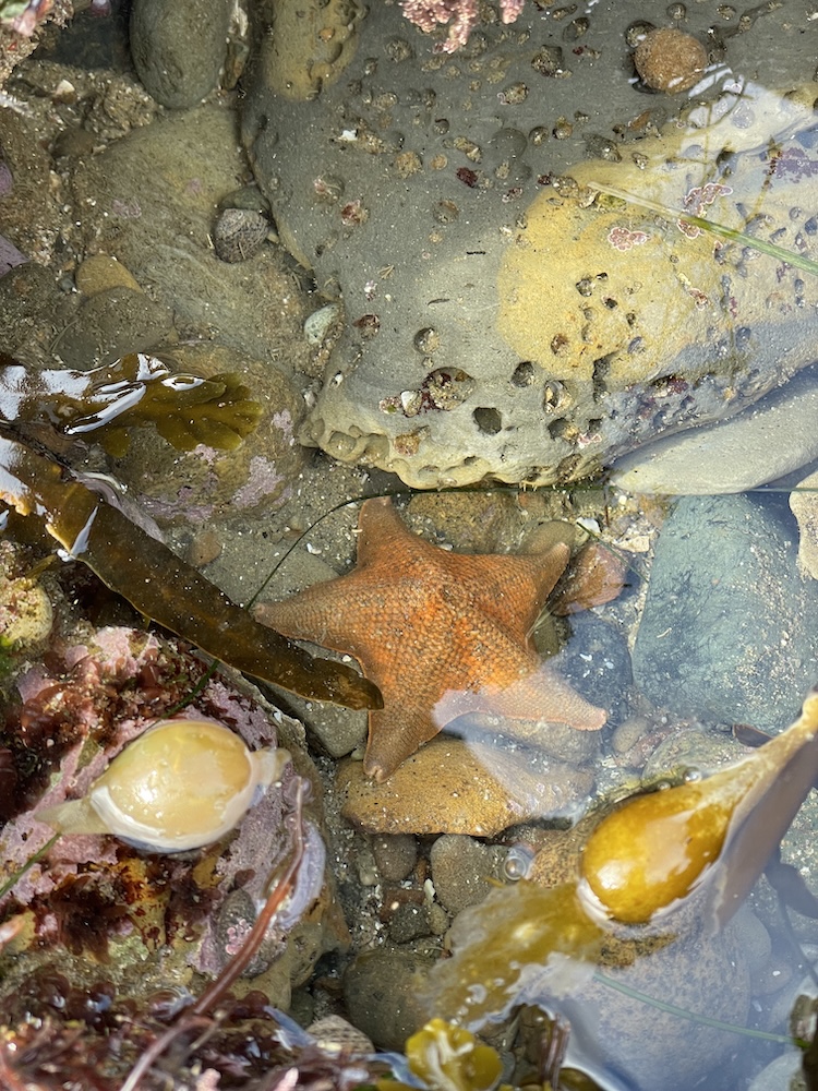 The image shows a tide pool with various marine life and rocks. In the center, there is an orange starfish resting on the rocks. Surrounding the starfish are different types of seaweed, including some long, brown strands and a round, bulbous piece. The rocks in the pool are of various sizes and colors, with some having small holes and patches of pinkish coral-like growths. The water is clear, allowing a good view of the underwater scene.