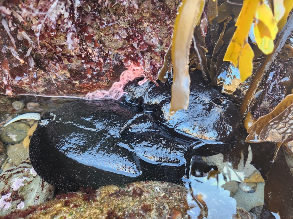 The image shows a tide pool scene with various marine elements. In the center, there is a large, shiny black sea slug or sea hare partially submerged in water. Around it, there are several types of seaweed, including long, brownish-yellow fronds hanging down from the top right. On the left side, there is a cluster of pink, curly strands that resemble sea anemone tentacles or possibly a type of marine worm. The background consists of a rocky surface covered with reddish-brown algae or barnacles. The water is clear, revealing some small pebbles at the bottom of the pool.