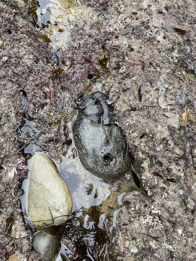 The image shows a close-up view of a rocky and sandy area, likely part of a tide pool or coastal environment. There are various textures and colors present, including patches of dark brown and purple seaweed or algae scattered across the surface. In the center, there is a large, dark, smooth rock with a slightly shiny appearance, partially submerged in a shallow pool of water. To the left, there is a smaller, lighter-colored rock with a smooth surface. The surrounding area is covered with a mixture of sand, small pebbles, and more seaweed or algae, creating a natural and rugged coastal scene.