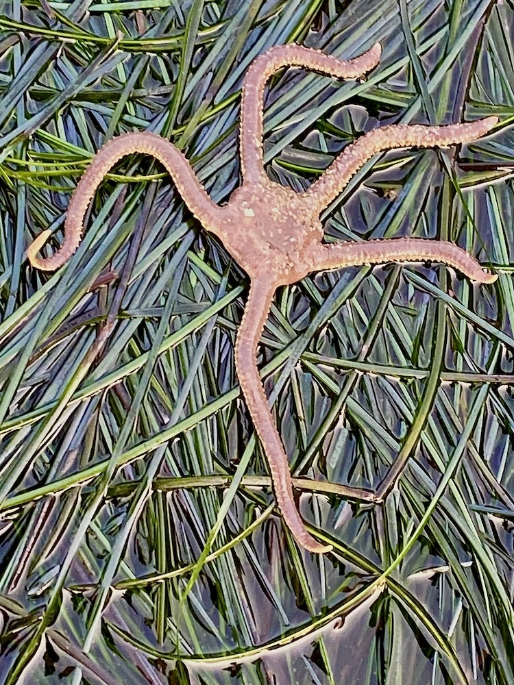 The image shows a brittle star, a type of echinoderm, lying on a bed of green seagrass. The brittle star has a central disc-shaped body with five long, slender, and flexible arms extending from it. The arms are textured and appear to have small spines or bumps along their length. The seagrass beneath the brittle star is submerged in shallow water, and the blades of grass are long and narrow, crisscrossing each other. The overall setting suggests a marine environment, likely a tidal or shallow coastal area.
