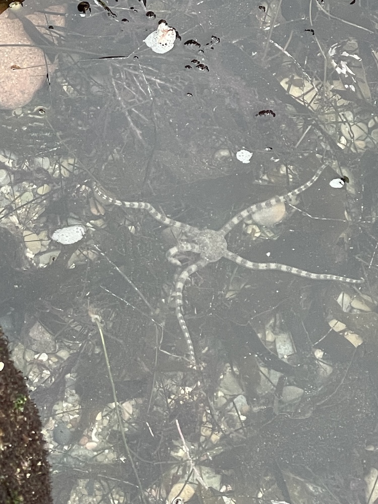 The image shows a brittle star, a type of echinoderm, underwater. It has a central disc-shaped body with long, slender, and flexible arms extending outwards. The water is clear, allowing a view of the rocky and sandy bottom beneath, which is scattered with small stones and some seaweed or aquatic plants. The brittle star's arms have a banded pattern, making them somewhat camouflaged against the background. There are also a few small air bubbles and floating debris on the water's surface.