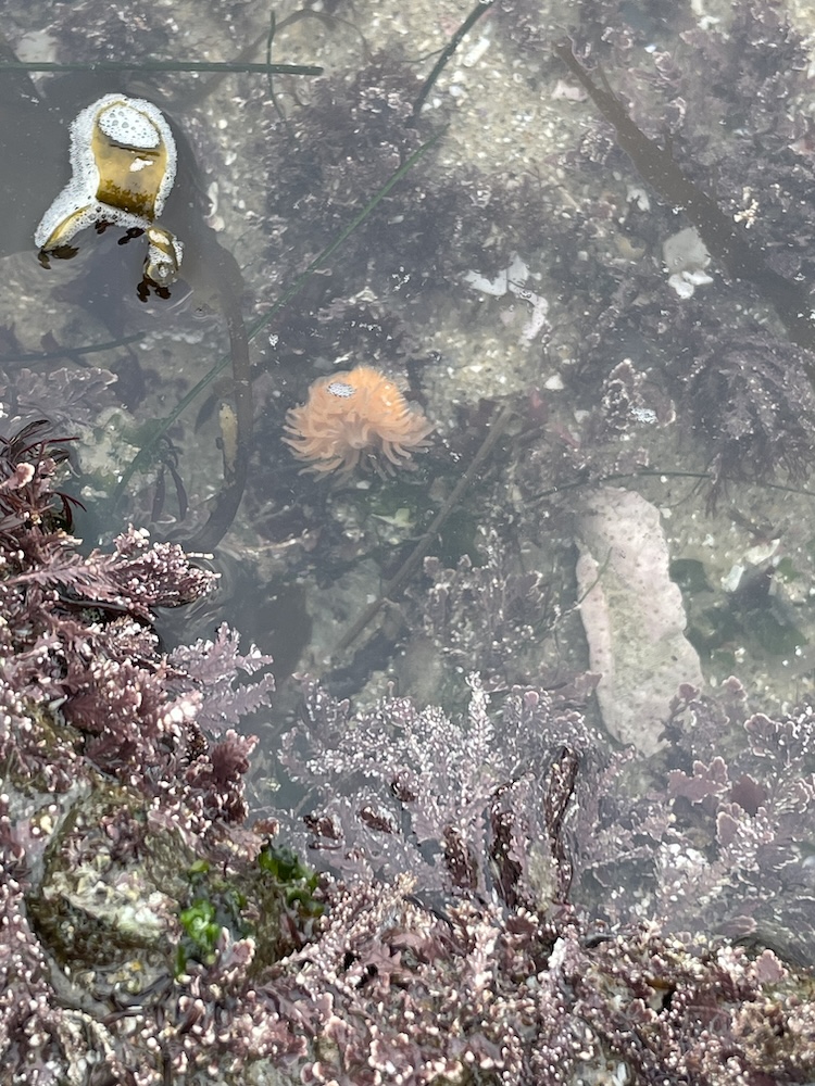 The image shows a tide pool with various marine life and seaweed. In the center, there is an orange sea anemone with tentacles spread out. Surrounding it, there are different types of seaweed, mostly in shades of purple and brown. In the upper left corner, there is a piece of brown seaweed with bubbles on it, floating on the water's surface. The water is clear, allowing a view of the sandy and rocky bottom of the tide pool.