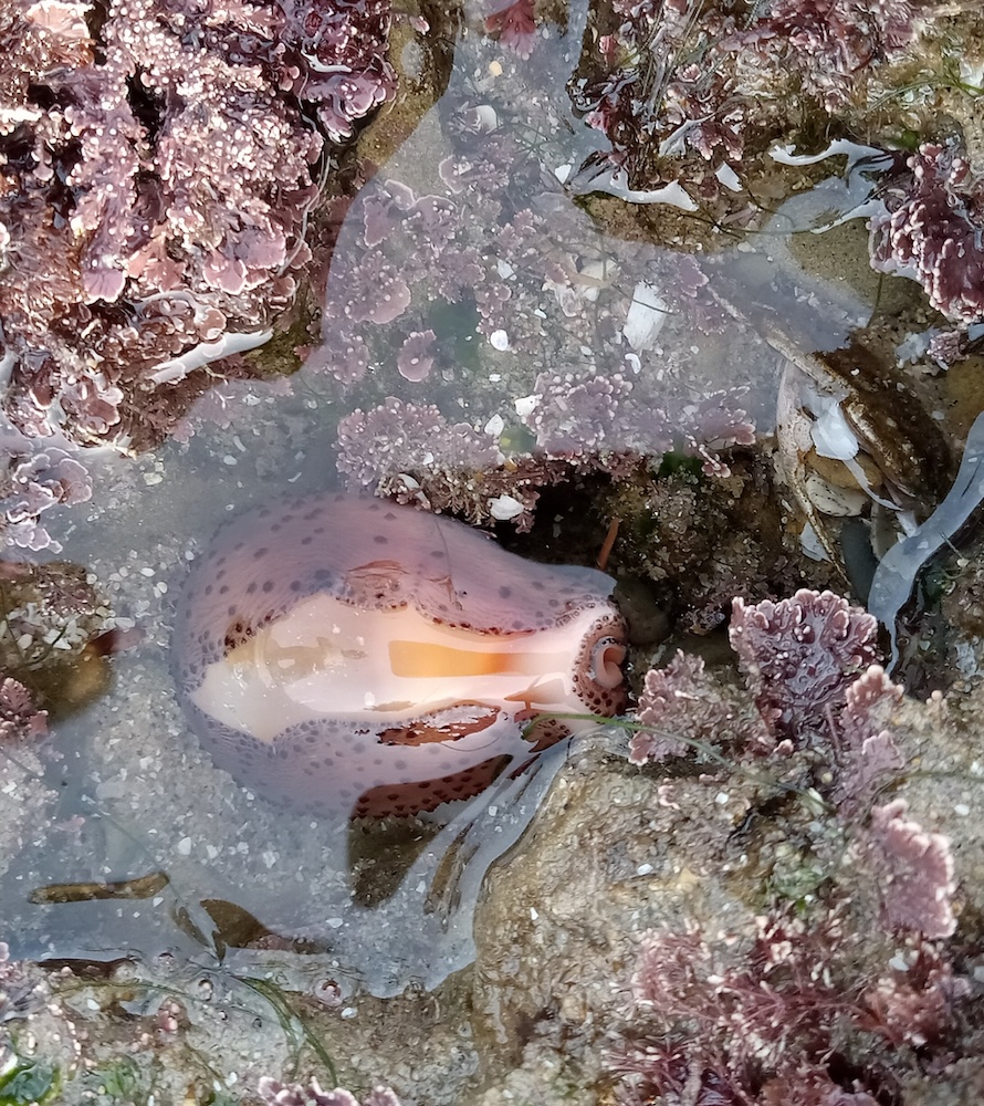 The image shows a marine scene with a cowrie shell partially submerged in a tide pool. The shell is smooth and glossy with a pinkish hue and dark spots. Surrounding the shell are various types of marine life, including purple and brown algae or seaweed attached to rocks. The water in the tide pool is clear, allowing a view of the sandy and rocky bottom. The overall setting appears to be a coastal area with intertidal zones.