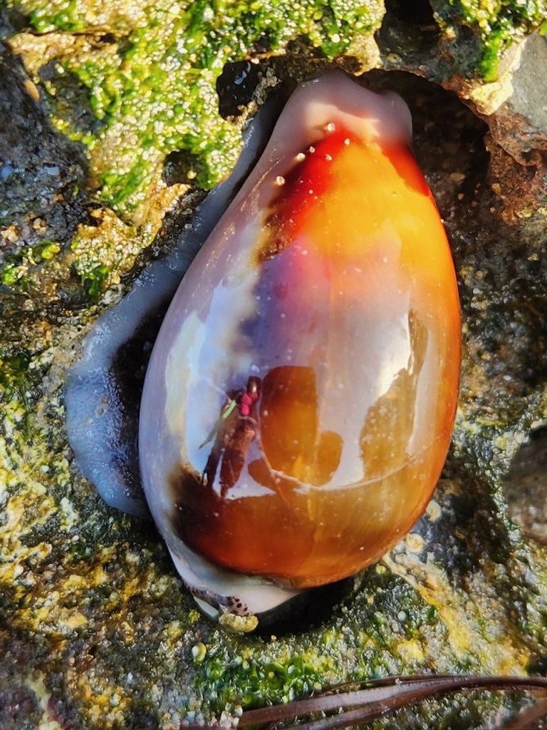 The image shows a close-up of a cowrie shell nestled in a rocky surface covered with green algae. The shell is smooth and glossy, displaying a gradient of colors ranging from deep red and orange at the top to lighter shades of brown and cream towards the bottom. The shell's surface is highly reflective, capturing the reflection of a person wearing a red shirt. The surrounding rock is textured and covered with patches of green algae, adding a natural, earthy backdrop to the vibrant shell.