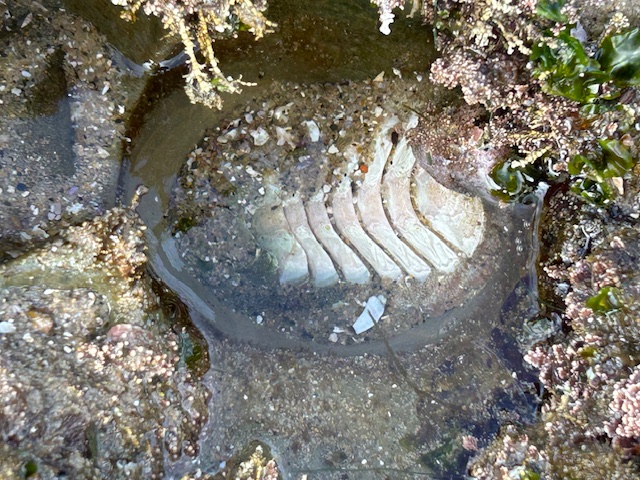 The image shows a close-up view of a tide pool at the edge of a rocky area. In the center of the pool, there is a partially submerged shell of a marine creature, likely an abalone or a similar mollusk. The shell has a series of ridges or lines running across it, and it is surrounded by water. Around the edges of the pool, there are various types of marine life, including small algae and seaweed, as well as some barnacles or other small organisms attached to the rocks. The colors in the image are mostly earthy tones, with shades of brown, green, and beige.