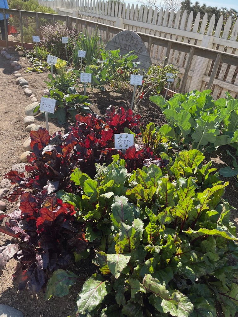 The image shows a well-maintained garden with various plants growing in it. The garden is bordered by a white picket fence. There are several signs in the garden indicating the types of plants. The visible signs read: - Radish - Beets - Broccoli - Chili Peppers In the background, there is a larger stone sign that reads "KITCHEN GARDEN." The garden is neatly organized, with different sections for each type of plant. The plants appear healthy and are thriving under the sunlight.