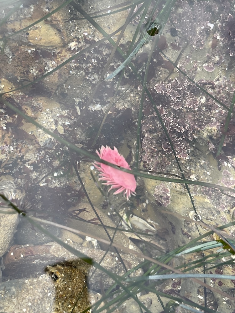 The image shows an underwater scene in a shallow tide pool. There is a pink sea anemone with feathery tentacles attached to a rock. The water is clear, allowing a view of the sandy and rocky bottom, which is covered with small shells and bits of seaweed. Long, thin strands of green seagrass are also visible, crisscrossing over the scene. The rocks have patches of dark and light colors, possibly due to algae or other marine growth. The overall appearance is natural and serene, typical of a coastal marine environment.