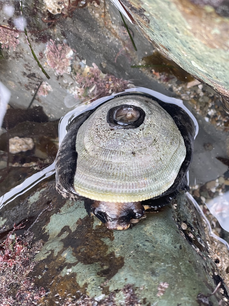The image shows a marine creature, likely a limpet, attached to a rock in a tide pool. The limpet has a conical shell with a circular opening at the top, which is slightly raised and has a darker coloration. The shell is mostly light gray with some darker bands and textures. The surrounding area is wet, with water partially covering the limpet and the rock, and there are some small patches of marine algae or seaweed nearby. The rock surface is uneven and has a greenish hue with some brownish areas.