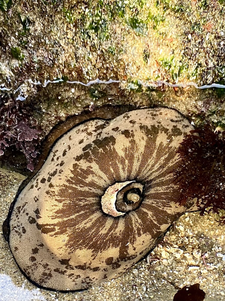 The image shows a close-up of a sea anemone attached to a rocky surface in a tide pool. The anemone has a circular shape with a central opening, surrounded by a pattern of brown and beige radial markings that resemble a flower. The texture of the anemone appears soft and fleshy. Around the anemone, there are patches of green algae and some reddish-brown seaweed, as well as small grains of sand and bits of shell on the surrounding rock surface. The environment is wet, indicating it is in a marine setting.