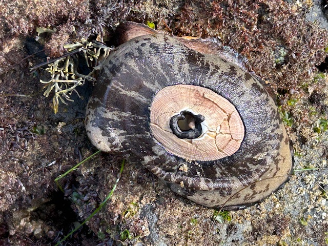 The image shows a close-up of a marine creature known as a keyhole limpet. It has a distinctive shell that is oval-shaped with a central hole, resembling a keyhole. The shell has a textured, rough surface with a pattern of dark and light brown colors. The surrounding area appears to be a rocky surface with some seaweed and algae, indicating a tide pool or coastal environment. The limpet is attached to the rock, which is typical for these types of marine mollusks.