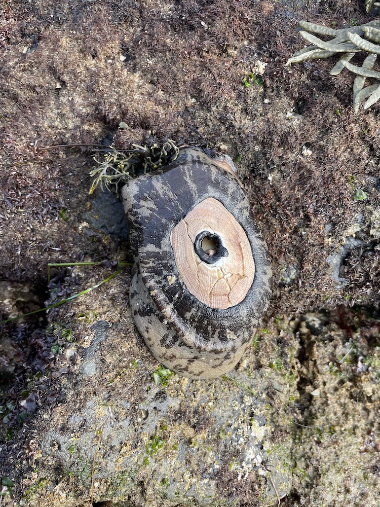 The image shows a close-up of a marine creature, likely a type of sea snail or limpet, attached to a rock surface. The creature has a distinctive shell that appears to be circular with a central hole, resembling a volcano or a crater. The shell has a dark, mottled pattern on the outer edge and a lighter, almost wood-like texture towards the center. The surrounding rock surface is covered with various types of marine algae and small plants, giving it a rough and textured appearance. There are also some greenish and brownish hues on the rock, indicating the presence of moss or other small marine organisms.