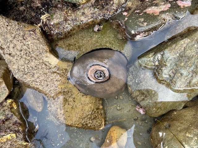 The image shows a close-up view of a tide pool area with several rocks partially submerged in water. In the center of the image, there is a large, round, brownish object that resembles a sea anemone or a similar marine organism. It has a circular, textured surface with a central opening that appears to be slightly raised. The surrounding rocks are covered in algae and other marine growth, and the water is clear, allowing the details of the rocks and the organism to be visible. The scene suggests a coastal or rocky shoreline environment.