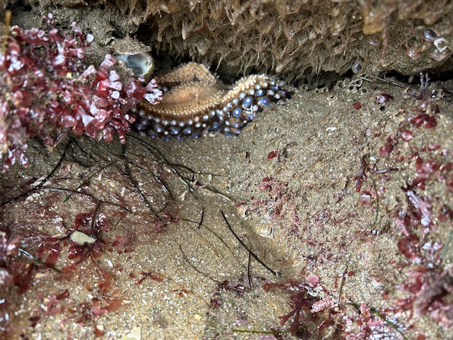 The image shows a close-up view of a rocky tide pool area. In the center, there is a starfish partially hidden under a rock. The starfish has a textured surface with small, round, blue and white bumps along its arms. Surrounding the starfish are various types of marine life, including red and pink seaweed or algae attached to the rocks. The rocks have a rough texture and are covered with small barnacles and other marine organisms. The overall scene is a natural marine habitat, likely found along a coastal area.