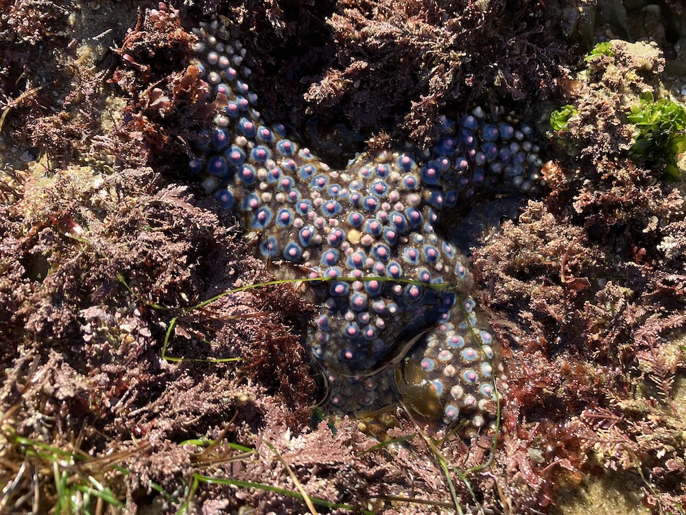 The image shows a starfish partially submerged in a tide pool. The starfish has a distinctive appearance with a dark blue or purple body covered in numerous small, raised, circular nodules that are pinkish or light purple in the center with a blue ring around them. The starfish is surrounded by various types of seaweed and algae, which are brown, red, and green in color. The sunlight casts shadows and highlights the textures of the starfish and the surrounding seaweed.