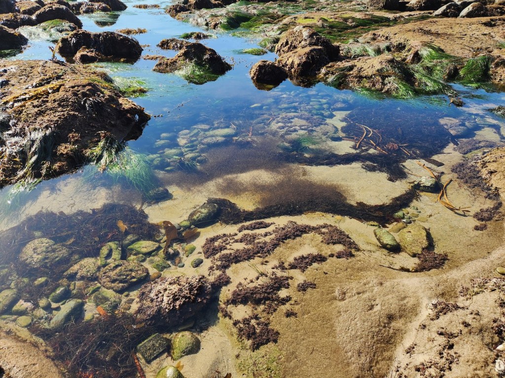 The image shows a coastal tide pool scene. There are several shallow pools of clear water surrounded by rocky formations. The rocks are covered with patches of green seaweed and algae. Under the water, you can see a variety of smooth stones and pebbles, along with some brown seaweed and other marine vegetation. The sunlight creates reflections and highlights the textures of the rocks and the clarity of the water. The overall setting appears to be a natural, rocky shoreline with a mix of aquatic and terrestrial elements.