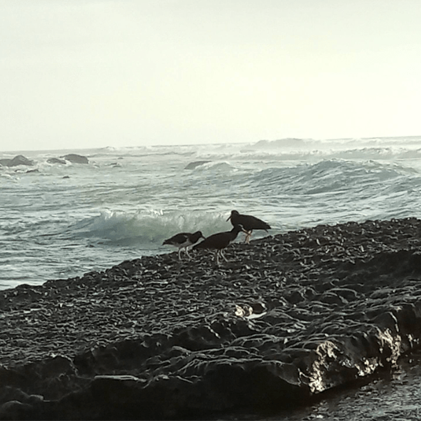 The image shows a rocky shoreline with waves crashing in the background. There are two black birds with long red beaks standing on the rocks near the water's edge. The ocean appears to be slightly rough, with visible waves and some foam. The sky is overcast, giving the scene a muted, calm atmosphere.