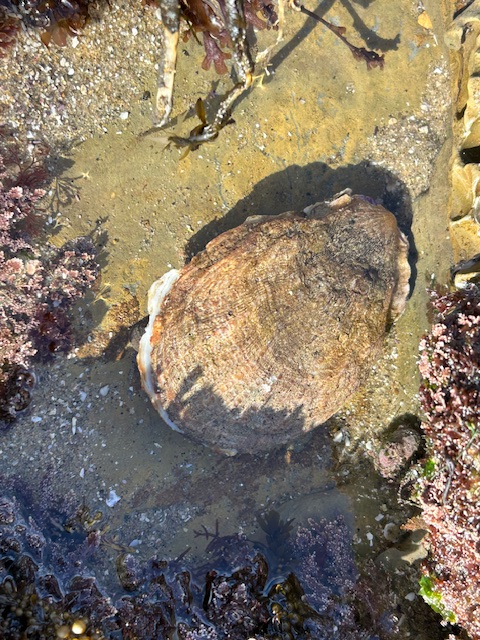 The image shows a large, oval-shaped shell partially submerged in shallow water, likely in a tidal pool. The shell has a rough, textured surface with a mix of brown and tan colors. Surrounding the shell are various types of marine life, including seaweed and small patches of pinkish-purple algae or coral. The water is clear, allowing the sandy and rocky bottom to be visible. The scene is well-lit, suggesting it was taken on a sunny day.