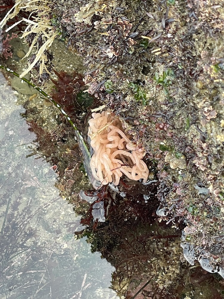 The image shows a close-up view of a rocky surface at the edge of a tide pool. The rocks are covered with various types of marine life, including algae and small sea plants. In the center of the image, there is a cluster of pale pink, tubular structures that resemble sea anemone tentacles or possibly egg sacs. The surrounding area is wet, indicating the presence of water, and there are different shades of green and brown algae attached to the rocks. The tide pool water is visible in the lower part of the image, reflecting some of the surrounding environment.