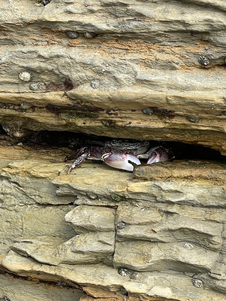The image shows a crab partially hidden in a crevice of a rocky surface. The crab's claws and part of its body are visible, with its claws being a prominent white color with some reddish-brown markings. The rock surface is layered and has a rough texture, with several small, round, and ridged shells attached to it, likely barnacles or limpets. The overall scene suggests a coastal or marine environment where the crab is using the rock crevice as a hiding spot.