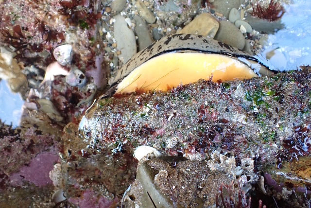 The image shows a marine scene featuring a sea slug, specifically a type of nudibranch, resting on a rock in a tide pool. The sea slug has a smooth, elongated body with a prominent yellow-orange underside and a mottled, brownish top with black markings. The rock it is on is covered with various types of marine life, including algae and small barnacles, giving it a textured appearance. Surrounding the rock are other small rocks and pebbles, with patches of pink and green algae visible. The water in the tide pool is clear, allowing a good view of the marine life.