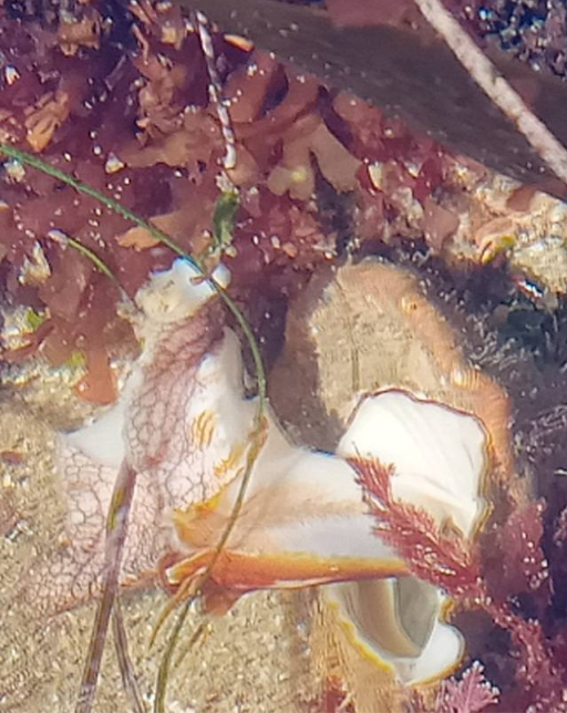 The image shows an underwater scene featuring a marine creature, likely a type of sea slug or nudibranch. It has a soft, translucent body with intricate patterns and colors, including shades of white, orange, and red. The creature is surrounded by various types of seaweed and marine plants, which are brown and green in color. The water is clear, allowing a detailed view of the creature and its surroundings. The scene appears to be in a shallow part of the ocean or a tide pool.