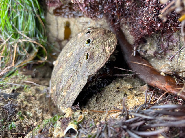 A close-up view of an abalone shell partially embedded in a rocky and sandy environment. The shell has a rough, textured surface with several small holes along its top. Surrounding the shell are various types of marine vegetation, including green and reddish-brown seaweed. The area appears to be part of a tide pool or coastal rock formation.