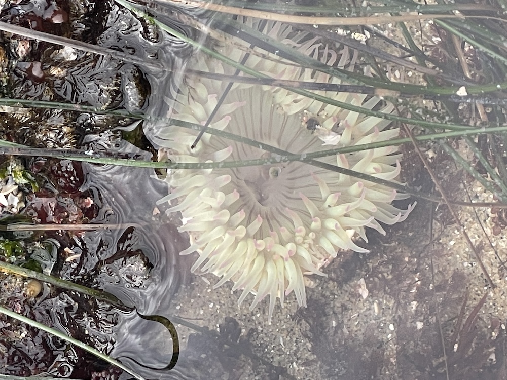 A sea anemone submerged in water, surrounded by various aquatic plants and algae. The anemone has a light, creamy color with tentacles that have pinkish tips. The water is clear, allowing a view of the rocky and sandy surface beneath. Long, thin strands of green seaweed or grass are draped across the scene.