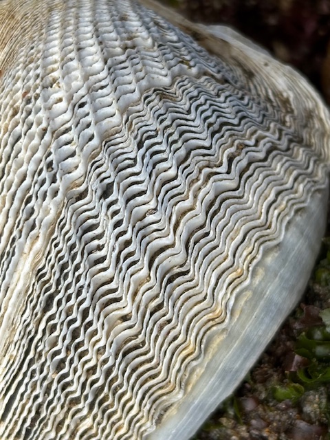 Close-up view of a seashell with intricate, wavy patterns on its surface. The shell has a textured appearance with alternating ridges and grooves, creating a visually interesting pattern. The colors are primarily shades of white and light beige, with some darker areas in the grooves. The background is slightly blurred, with hints of green and brown, possibly indicating a natural setting like a beach or tide pool.