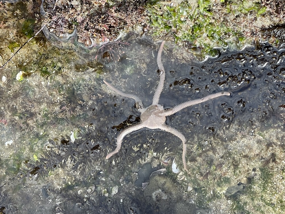 A brittle star with long, slender arms is resting in a shallow tide pool. The water is clear, revealing a rocky and algae-covered surface beneath. The surrounding area is a mix of green algae and brownish rocks, with some small shells and marine debris scattered around. The brittle star's central disc is small compared to its long arms, which are slightly curled at the tips.