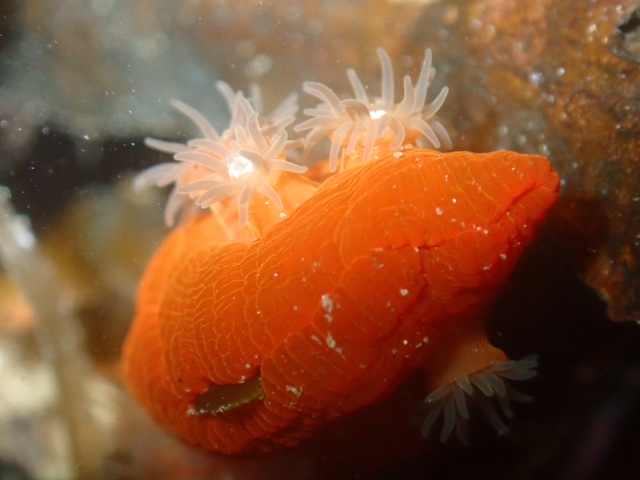 A bright orange sanemone, is shown in close-up. Its body is covered with intricate, textured patterns. On its back, there are several translucent, tentacle-like appendages with white tips, resembling small anemones. The background is a blurred mix of dark and light colors, suggesting an underwater environment.