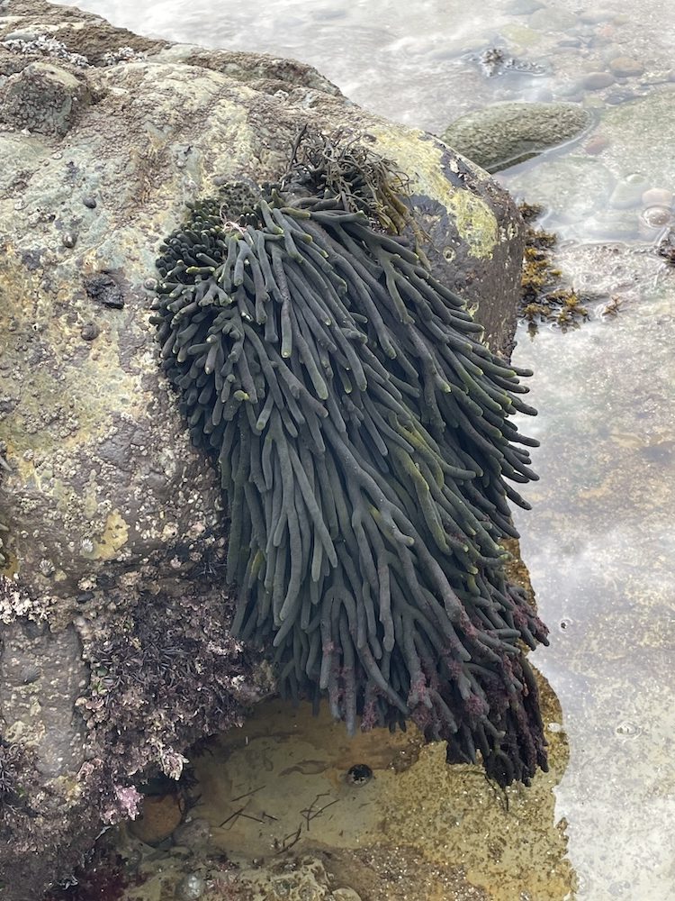 A large sea anemone is attached to a rock in a tide pool. The anemone has numerous long, slender, dark green tentacles that are slightly curled at the ends. The rock surface is rough and covered with patches of algae and small marine organisms. The surrounding water is shallow and clear, revealing more rocks and marine life beneath the surface.