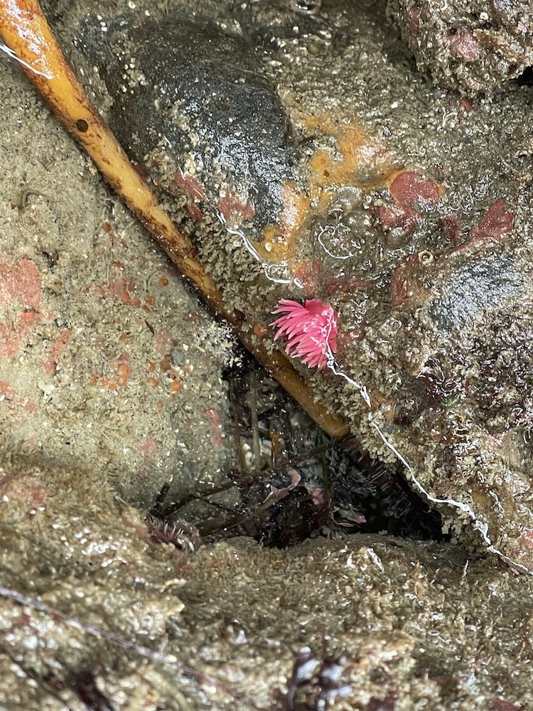 A close-up view of a rocky, sandy surface with various textures and colors. There is a small, bright pink sea anemone or similar marine organism attached to the surface, standing out against the muted tones of the surrounding area. The rocks and sand have a mix of brown, gray, and orange hues, with some areas appearing wet or covered in a thin layer of water. There are also some small, dark, and shiny areas that might be seaweed or other marine life.