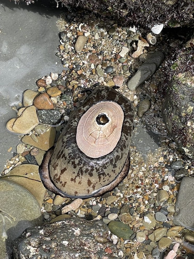A large, brown sea creature, possibly a sea slug or sea hare, is resting on a rocky and sandy surface. Its body is elongated and has a mottled pattern with darker spots. The creature's back is slightly raised, and it has a circular, lighter-colored area in the center, which might be part of its anatomy or a shell. Surrounding the creature are various small stones, pebbles, and bits of shell, with some larger rocks partially covered in algae or seaweed. The area appears to be a tide pool or a coastal environment.
