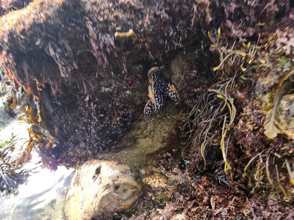 A rocky tidal pool area with various types of seaweed and marine life. In the center, a starfish with orange and white spots is nestled among the rocks and seaweed. The surrounding area is covered with brown and green seaweed, and there is a small pool of water reflecting light in the bottom left corner. The textures of the rocks and seaweed create a natural and rugged appearance.