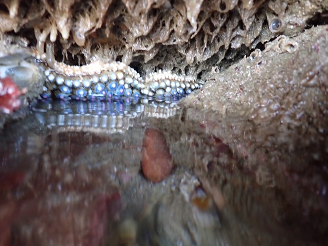 Close-up view of a tide pool or rocky crevice at the beach. The image shows a starfish with blue and white tube feet clinging to the underside of a rock. The rock surface is covered with various marine organisms, including barnacles and algae. The water in the pool is calm, reflecting the surrounding environment. The scene captures the intricate details of marine life in a coastal habitat.