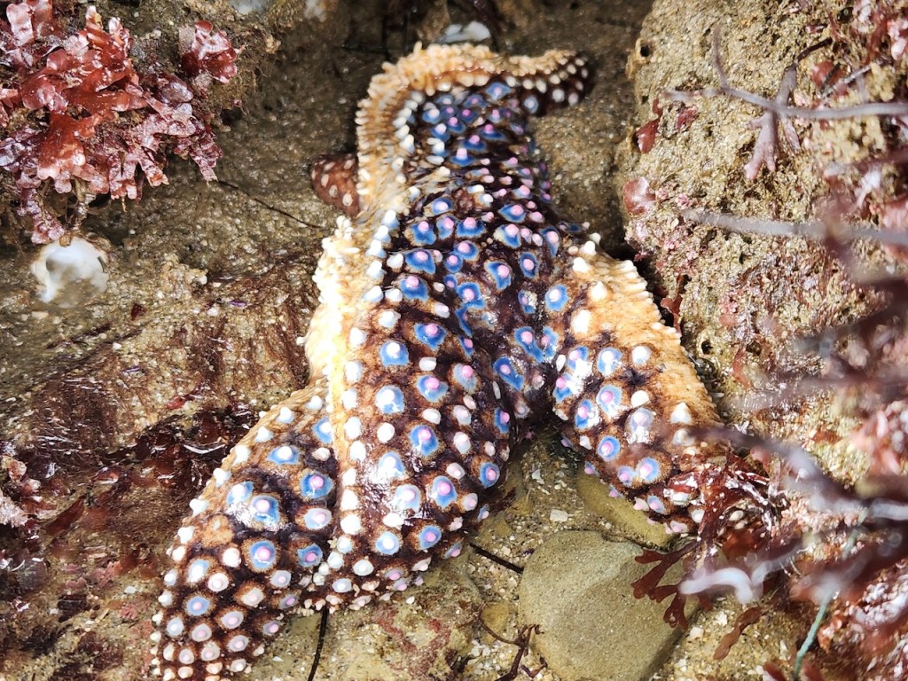 A starfish with vibrant colors is nestled among rocks and seaweed. Its body is covered in small, round, raised bumps that are blue with pink centers, creating a striking pattern against its brown and beige skin. The surrounding area is a mix of rocky textures and reddish-brown seaweed.