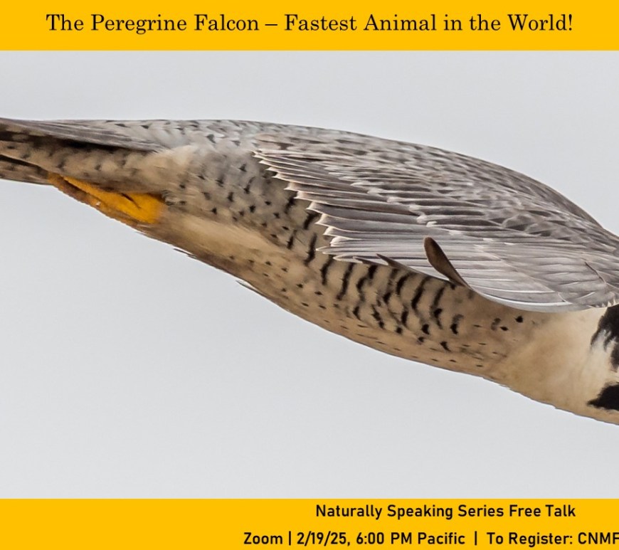 A gray-and-white bird-of-prey with black speckles on its belly and a large, hooked yellow-and-gray bicolored beak tucks into a dive as it flies through the air. Text banners above and below the image advertise the event.