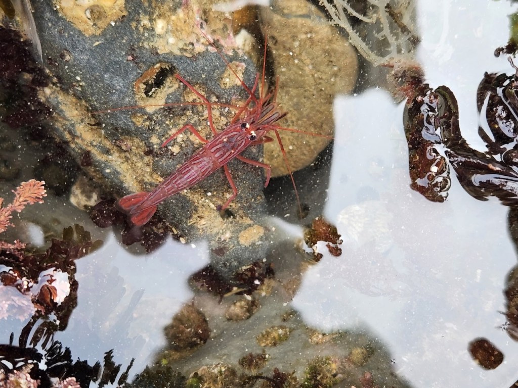 A small, red shrimp with long antennae is resting on a rocky surface underwater. The water is clear, allowing the details of the shrimp and the surrounding rocks and seaweed to be visible. The shrimp has a segmented body with distinct patterns and is surrounded by various types of seaweed and algae. The reflection of the sky and some plants can be seen on the water's surface.