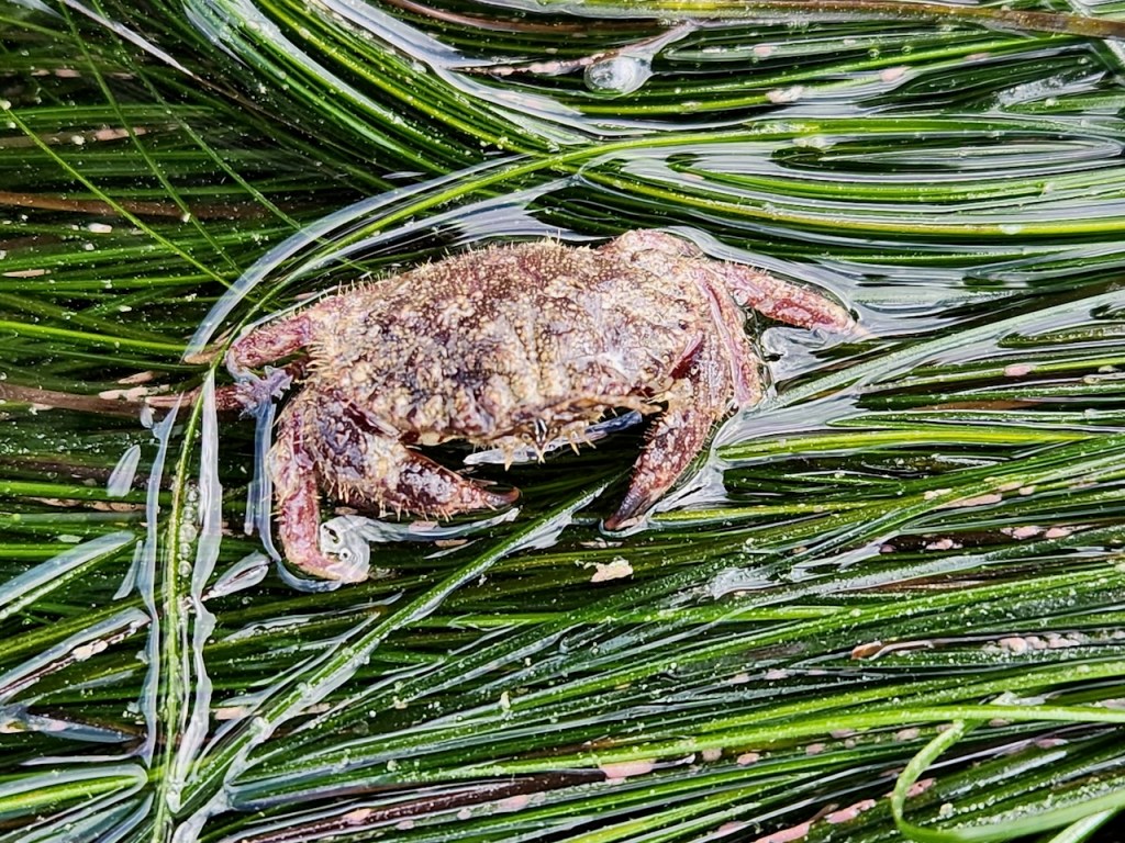 A small crab is nestled among long, green seaweed strands. The crab has a rough, textured shell with a mix of brown and reddish hues. Its legs and claws are visible, and the seaweed is wet, with droplets of water glistening on the surface. The crab appears to be partially submerged in water.