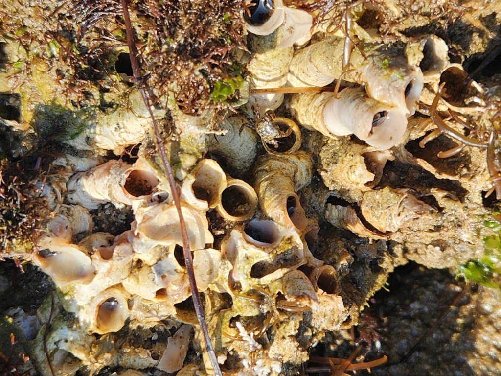 A cluster of small, tubular seashells attached to a rocky surface. The shells are light brown and beige, with some darker areas, and they appear to be empty. There is some green algae and brown seaweed around the shells, adding texture and color to the scene. The surface is uneven and appears to be part of a natural coastal environment.