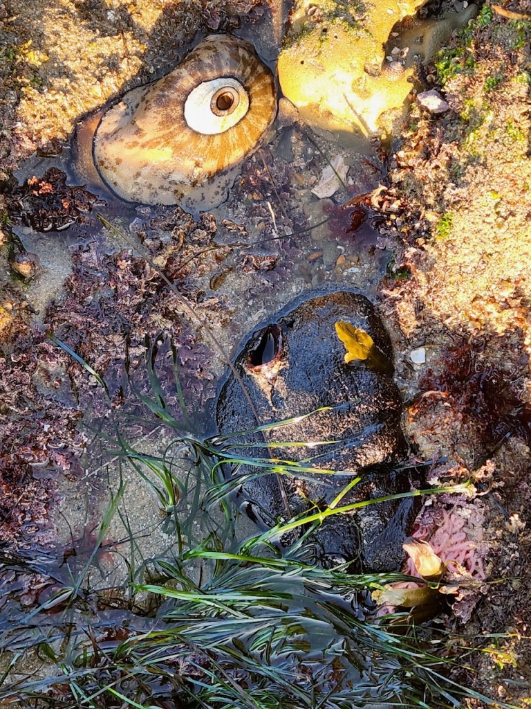 A tide pool scene with various marine life and vegetation. At the top left, there is a large sea anemone with a circular, eye-like appearance, featuring a white center surrounded by brownish-orange tentacles. The surrounding area is filled with sand, small rocks, and patches of green algae. In the lower part of the image, there are long, green sea grasses and some pinkish coral-like structures. The water is shallow and clear, allowing a view of the diverse textures and colors of the underwater environment.