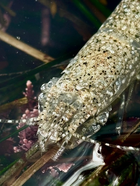 Close-up view of a shrimp partially submerged in water. The shrimp has a translucent body with speckled patterns of brown and black. Its eyes are visible, and its long antennae extend outward. The surrounding environment includes some aquatic plants and possibly algae, with hints of pinkish and greenish hues. The water surface creates a slight reflection and distortion of the shrimp's body.