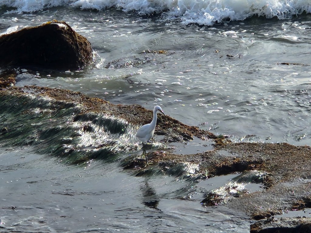 A white bird, possibly an egret, is standing on a rocky area near the shore. The water is flowing over the rocks, creating small waves and ripples. The background shows more water with white foamy waves. The scene is set in a coastal environment with natural light reflecting off the water's surface.