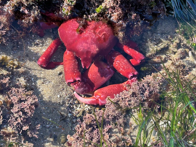 A bright red crab is partially submerged in shallow water, surrounded by various types of seaweed and marine plants. The crab's claws and legs are clearly visible, and its body is a vivid red color, contrasting with the sandy and rocky seabed. The water is clear, allowing a good view of the crab and its surroundings.