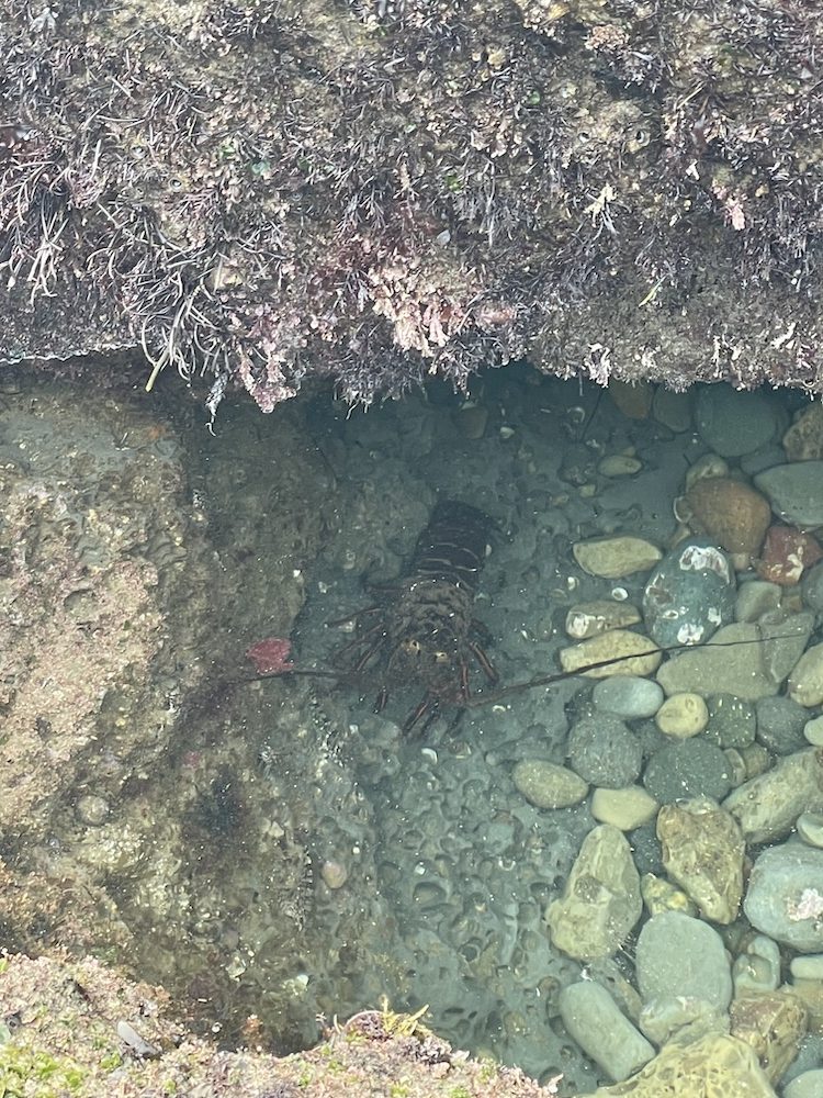 A small lobster is partially submerged in a shallow pool of water, surrounded by rocks and pebbles. The water is clear, allowing a view of the lobster's body and the rocky bottom. On the left side, there is a section of rock covered in seaweed or algae, adding texture and color to the scene. The lobster's antennae and legs are visible, and it appears to be nestled among the rocks.
